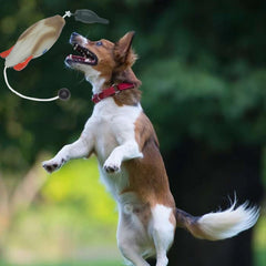 Pet Dog Training Fake Duck