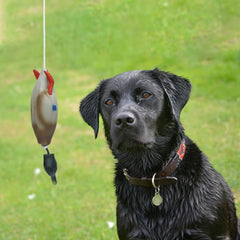 Pet Dog Training Fake Duck