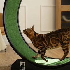 Cat Exercise Wheel with Carpeted Runway